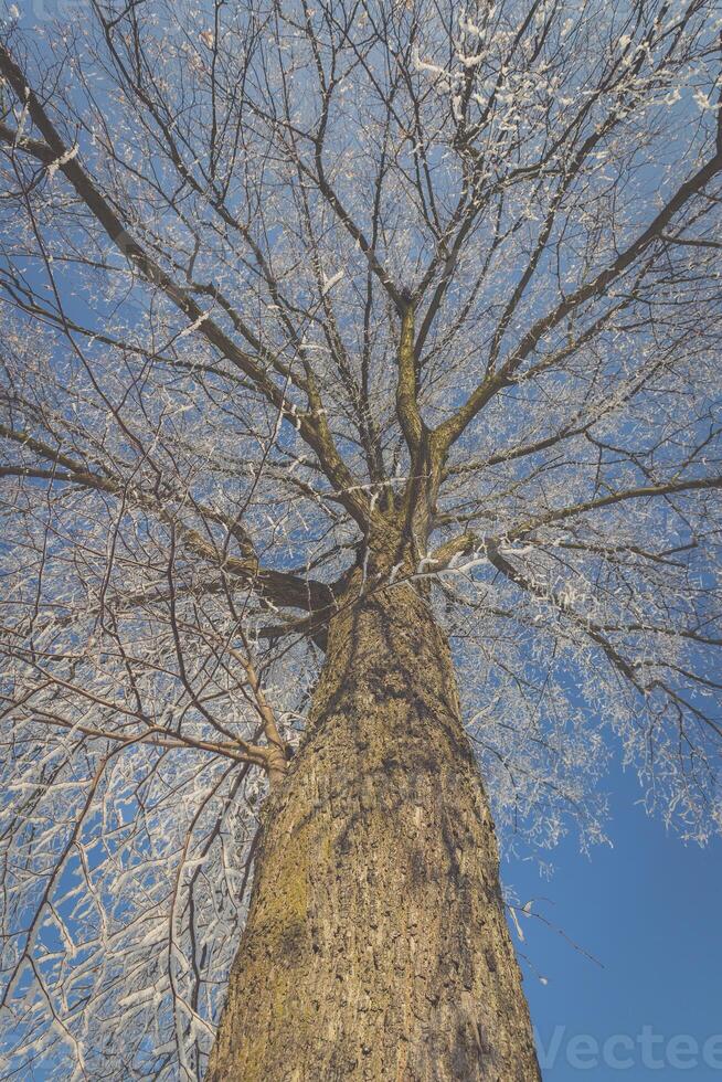 congelato albero su inverno campo e blu cielo foto