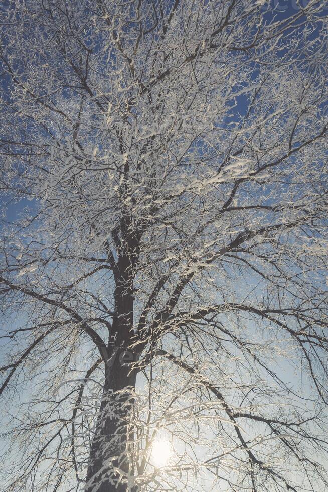 congelato albero su inverno campo e blu cielo foto