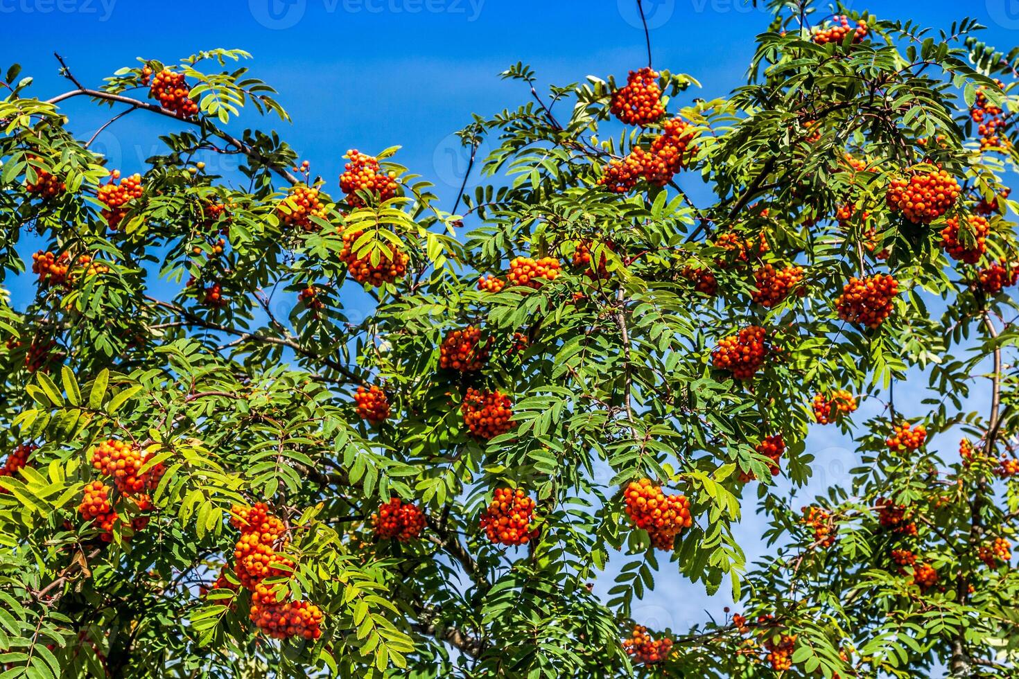 Rowan albero con rosso frutti di bosco e le foglie foto