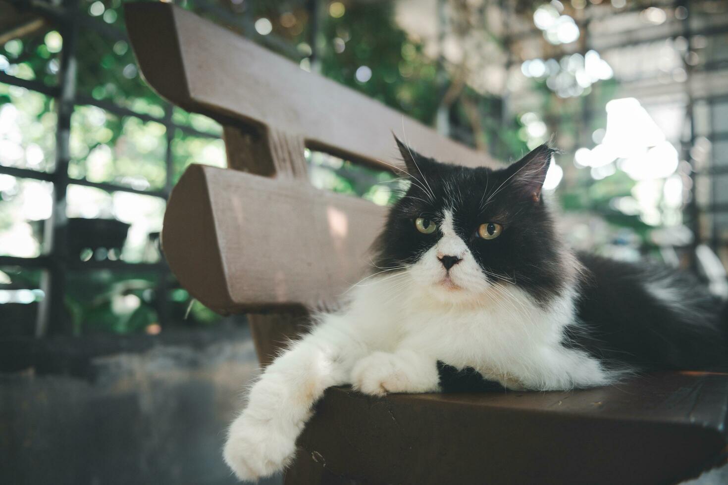 carino nero e bianca persiano gatto ubicazione su pavimento e Guarda a telecamera, animale domestico e animale foto