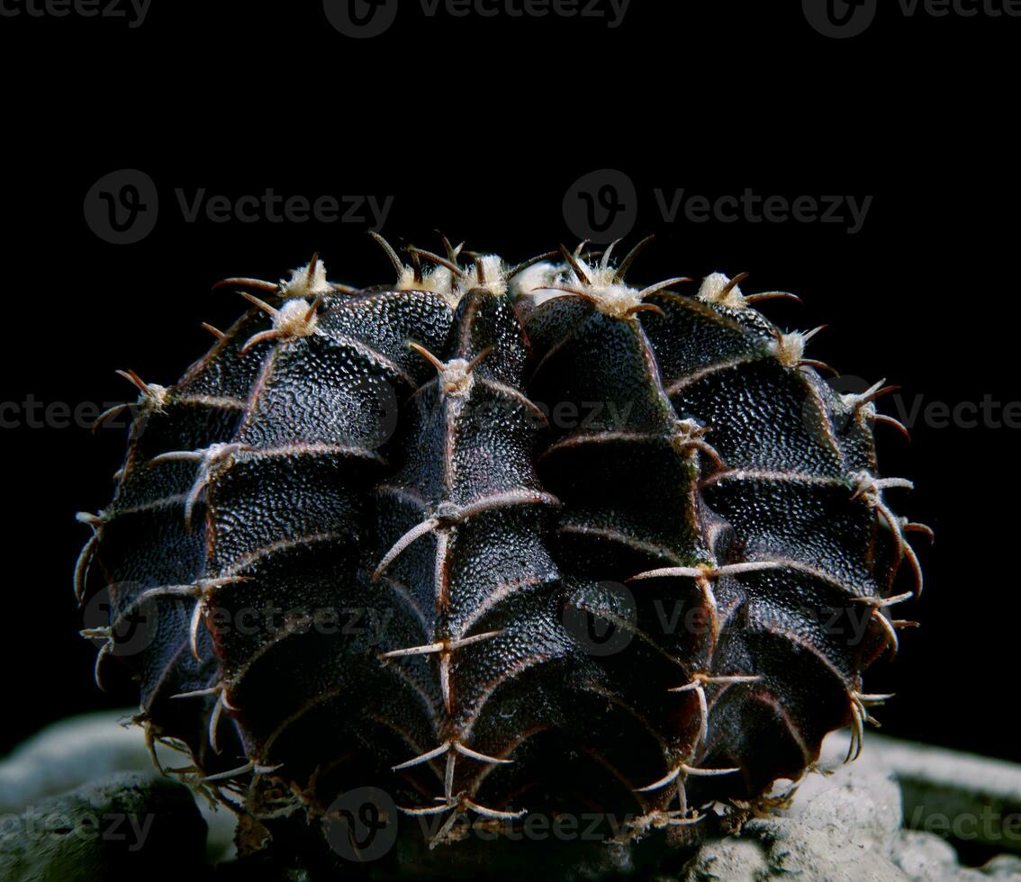 nero colore Gymnocalycium mihanovichii ibrido cactus foto