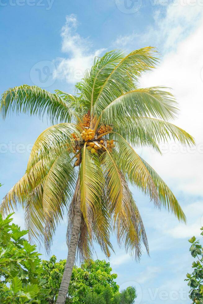 palma albero e altro pianta nel tropicale pioggia foresta lautoka, fiji foto