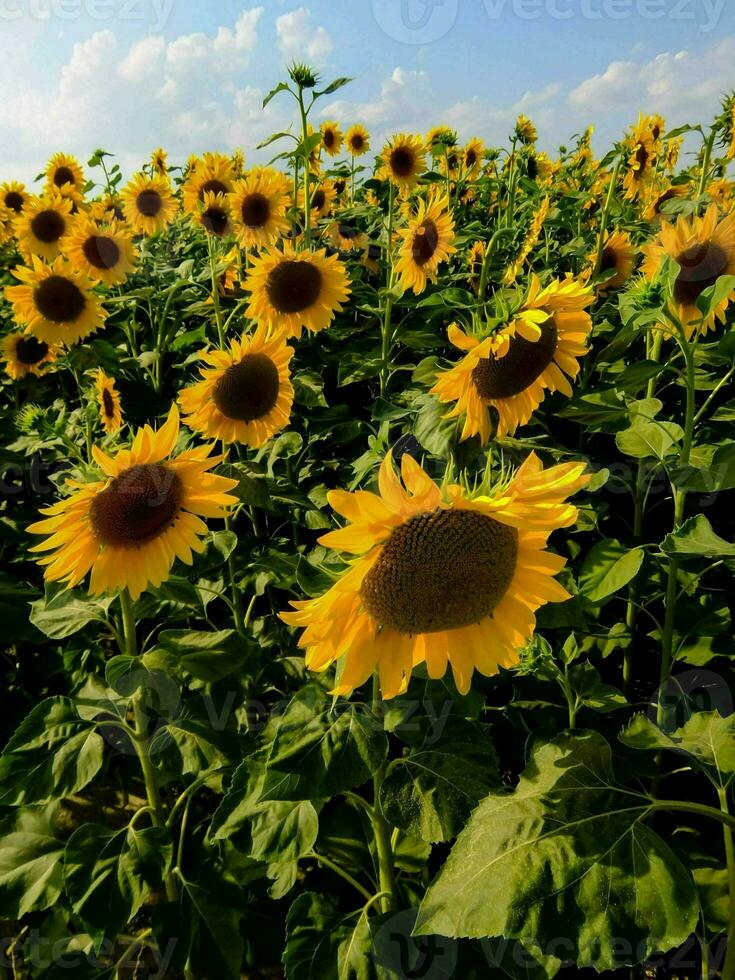 un' campo di girasoli con un' blu cielo nel il sfondo foto