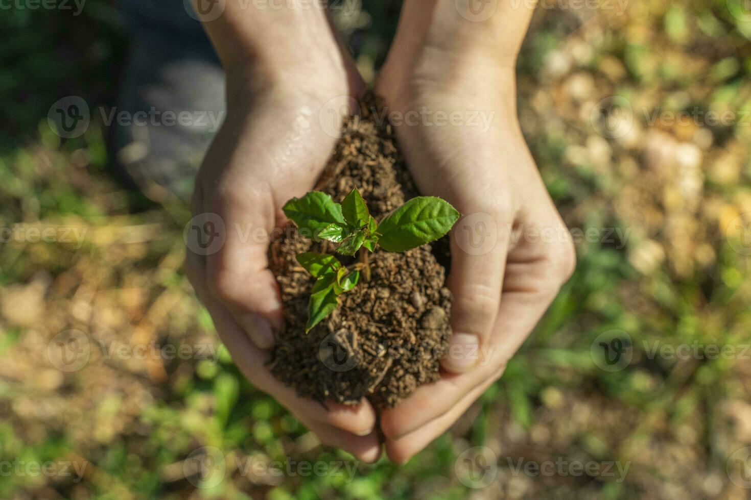 mani Tenere giovane pianta su sfocatura natura sfondo con luce del sole. eco terra giorno Salva il pianeta concetto. foto