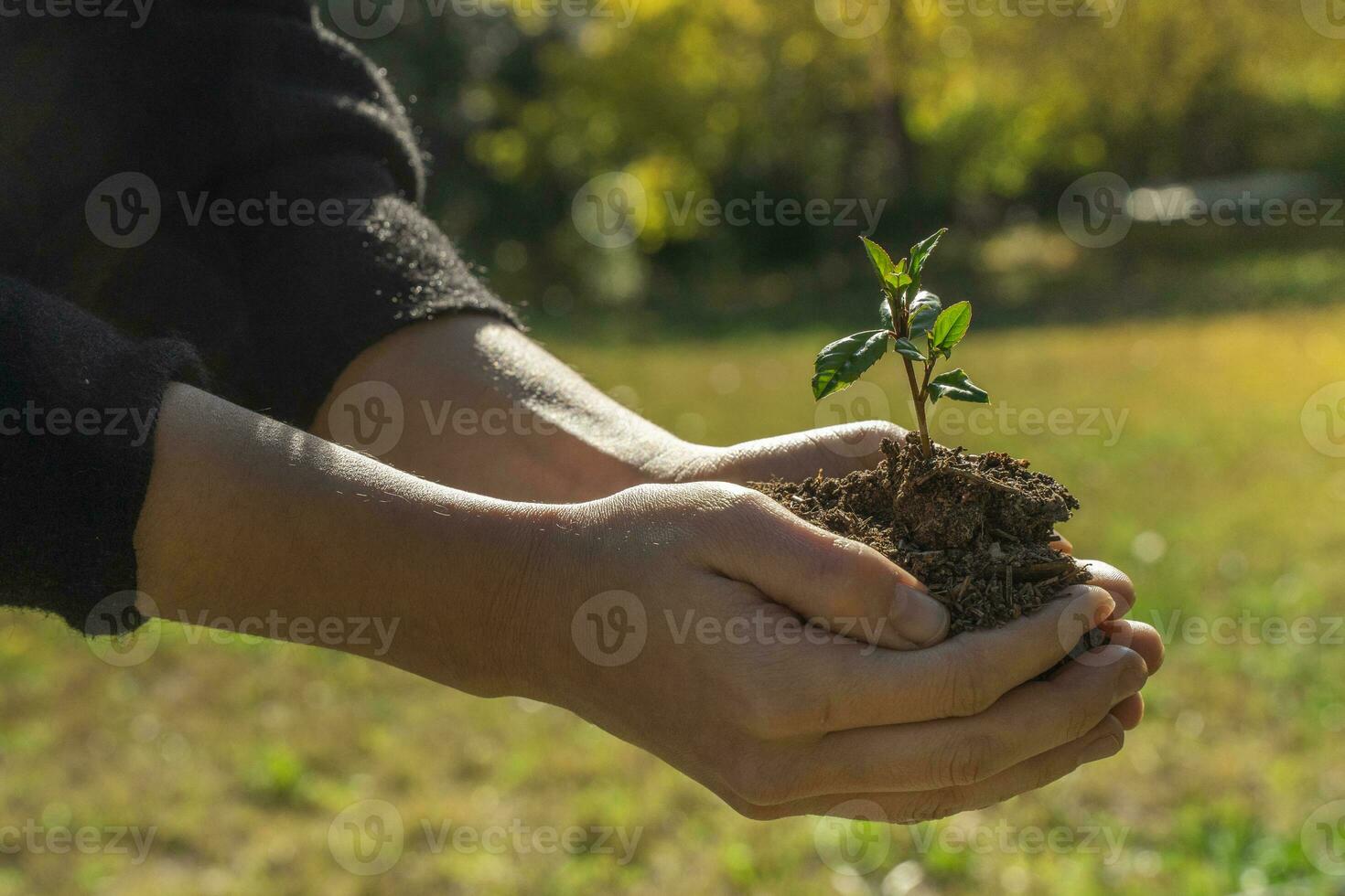 mani Tenere giovane pianta su sfocatura natura sfondo con luce del sole. eco terra giorno Salva il pianeta concetto. foto