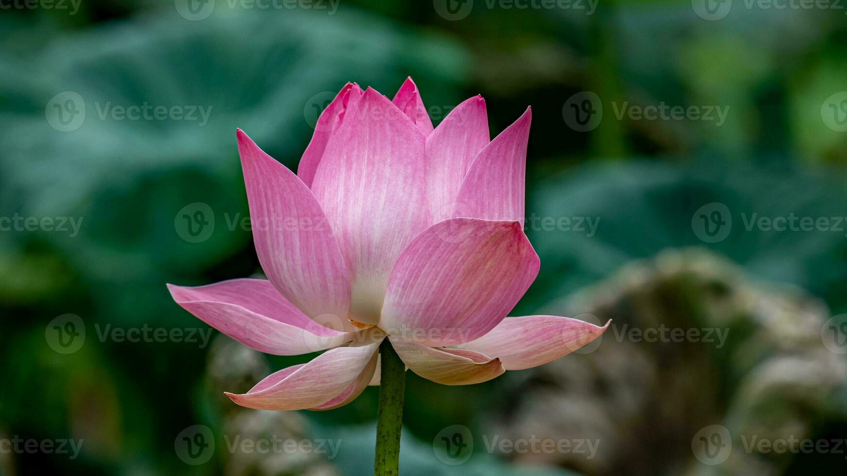 loto fiore fioritura nel il giardino foto