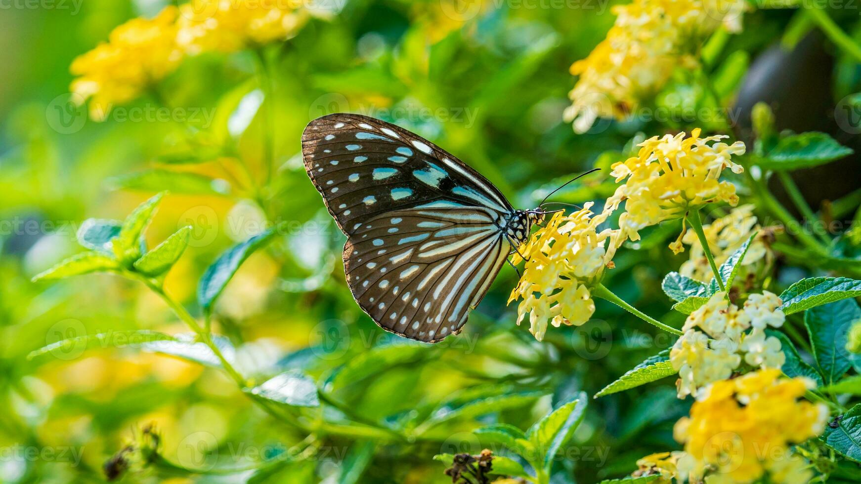 bellissimo Immagine nel natura di monarca farfalla su lantana fiore. foto