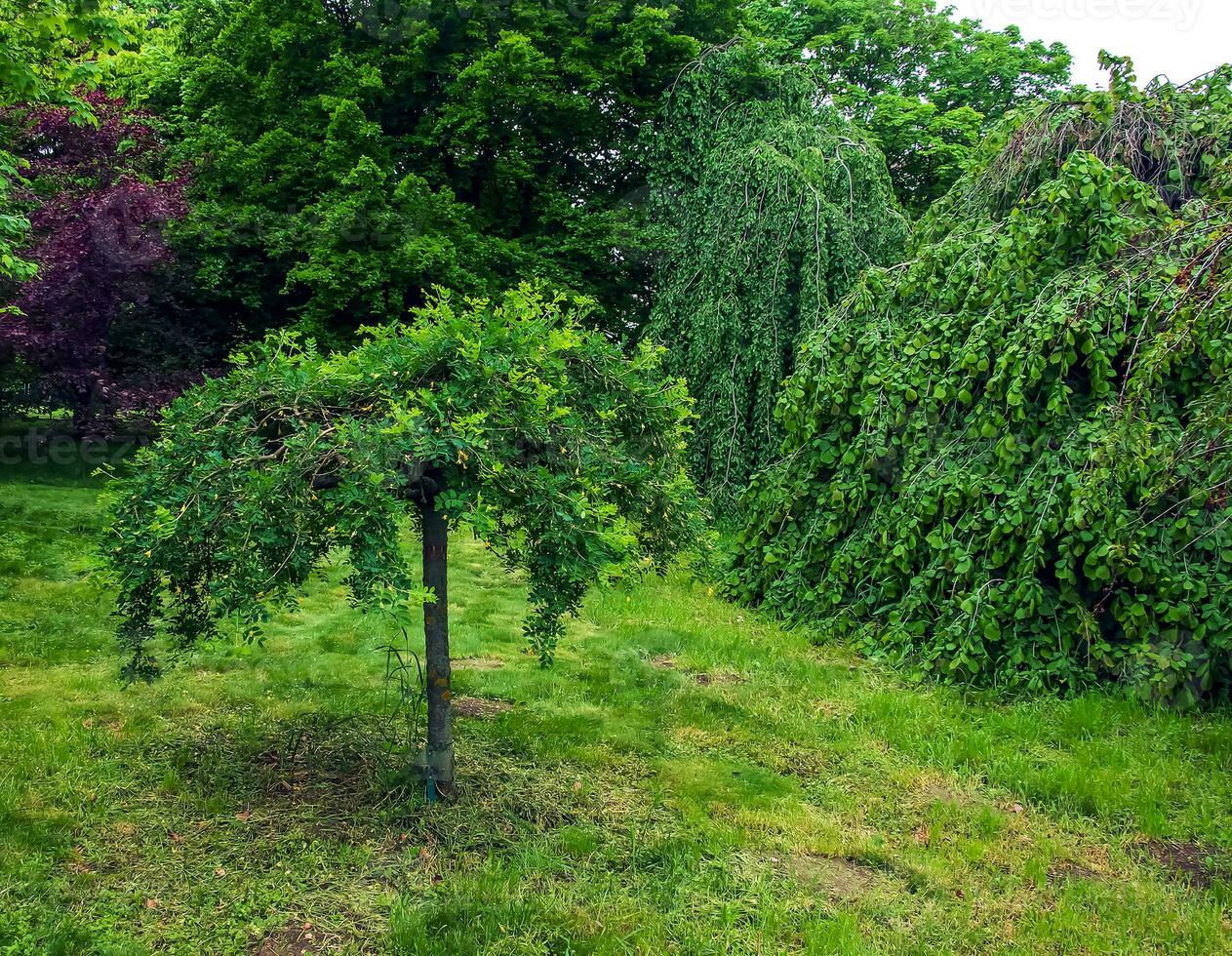 primavera fioritura pianto siberiano pisello albero o caragana arborescens pendula foto