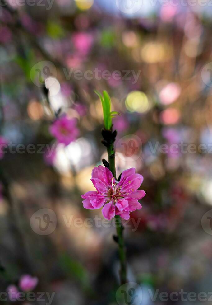 colorato rosa fiori fioritura nel piccolo villaggio prima tet Festival, Vietnam lunare anno. Visualizza di pesca rami e ciliegia fiori con vietnamita cibo per tet vacanza foto