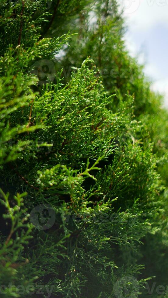 bellissimo natura scenario foto