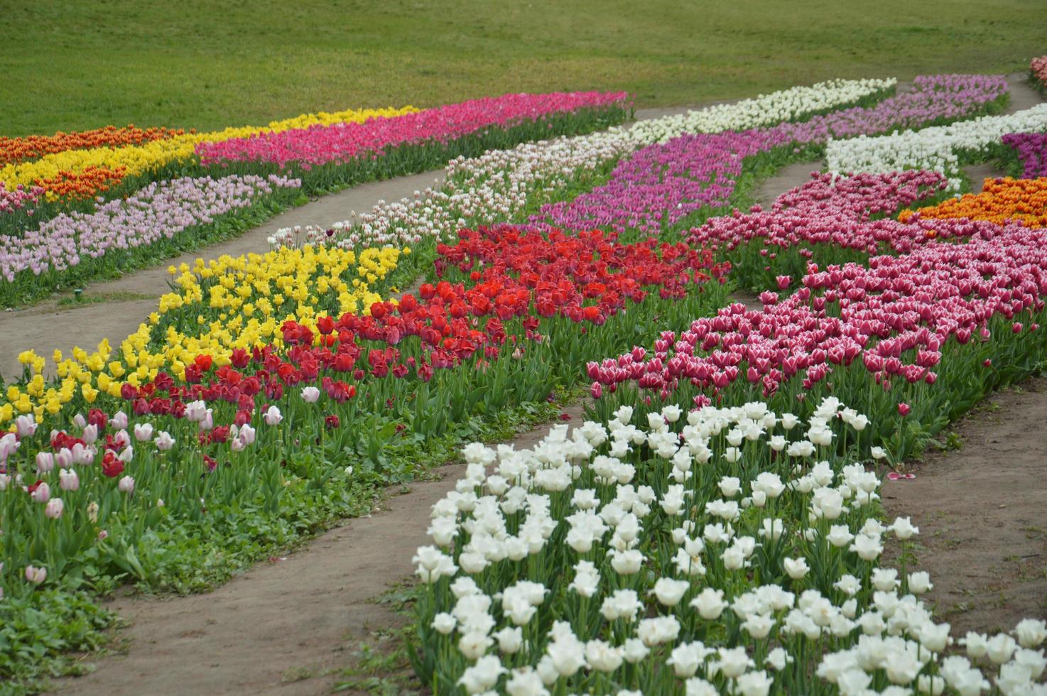 trama di un campo di tulipani fioriti multicolori foto