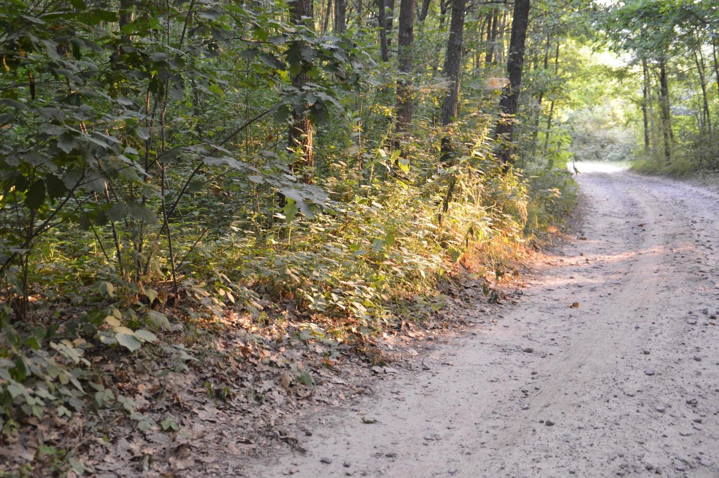 tracce di camion nella foresta strada rurale fuori strada foto