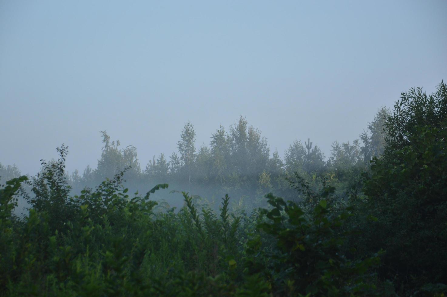 panorama di nebbia nella foresta sopra gli alberi foto