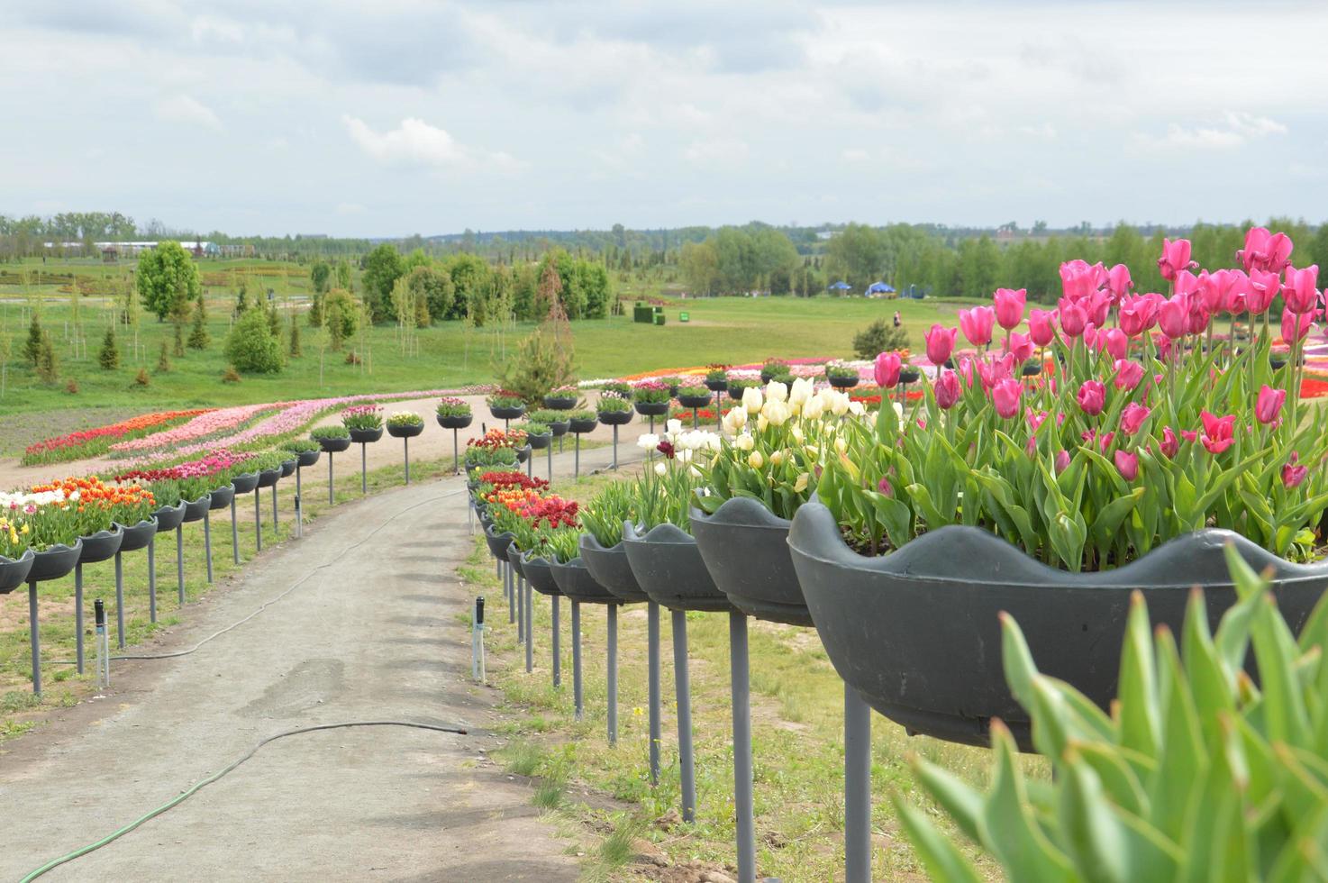 trama di un campo di tulipani fioriti multicolori foto