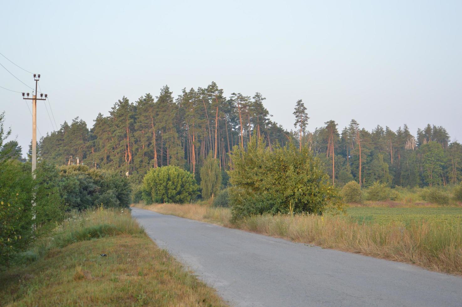 tracce di camion nella foresta strada rurale fuori strada foto