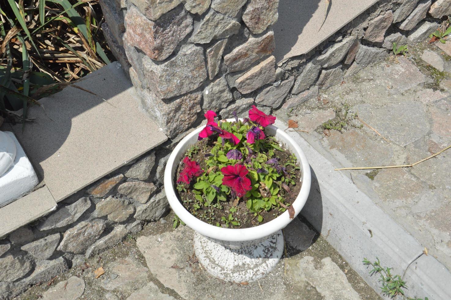 vaso bianco con rose in fiore foto