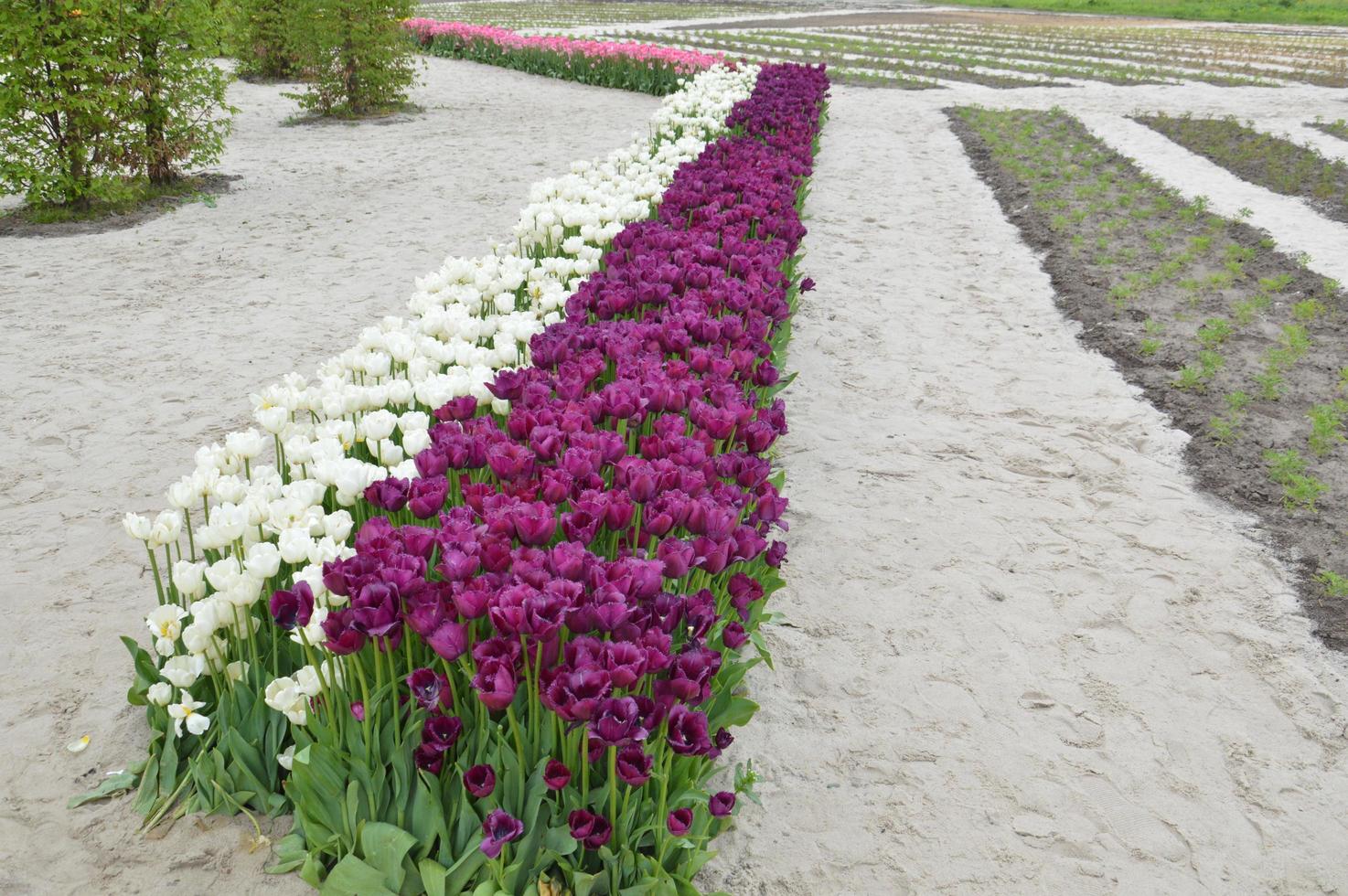 trama di un campo di tulipani fioriti multicolori foto