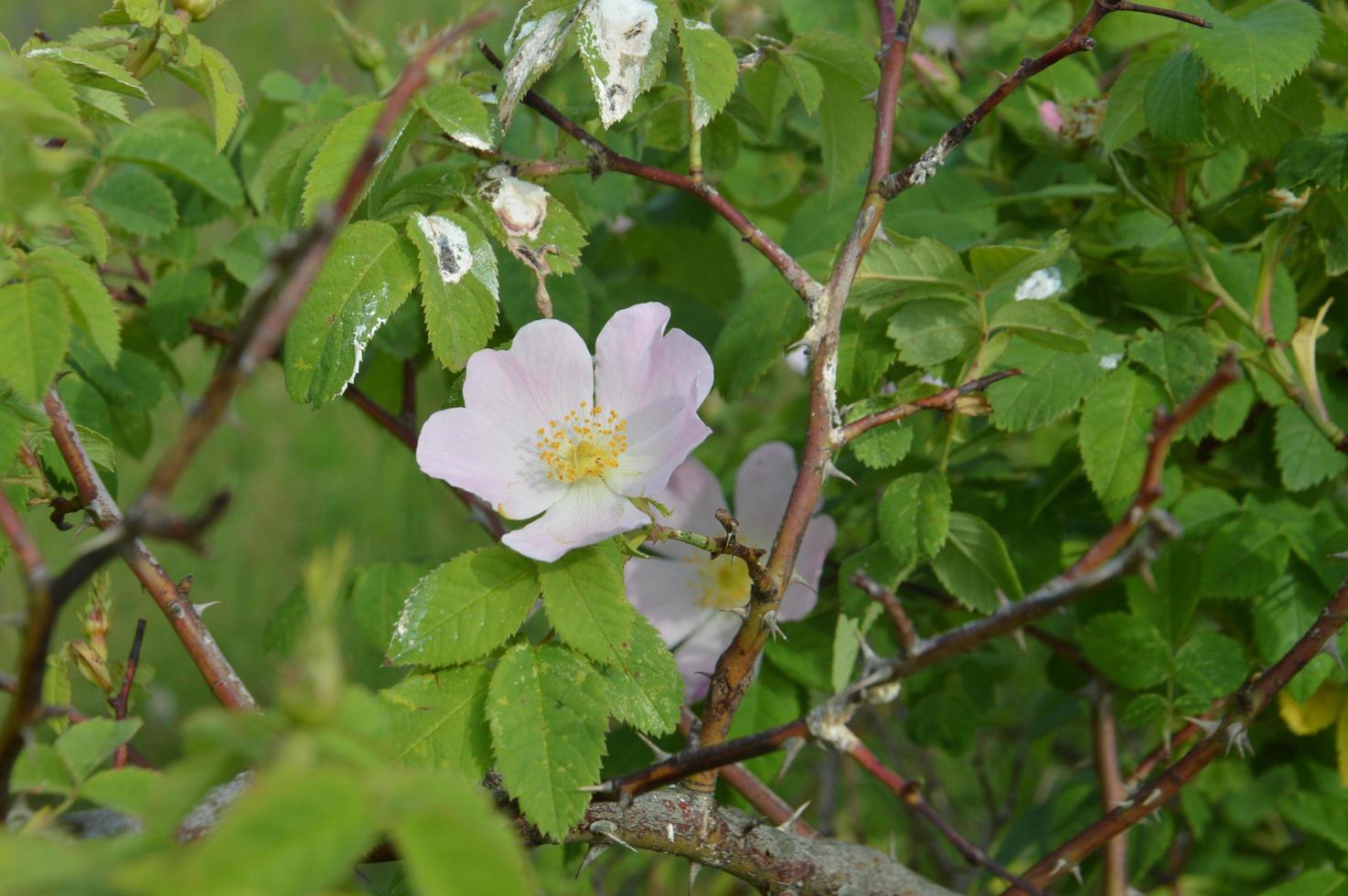 vari fiori di campo sbocciati con l'erba foto