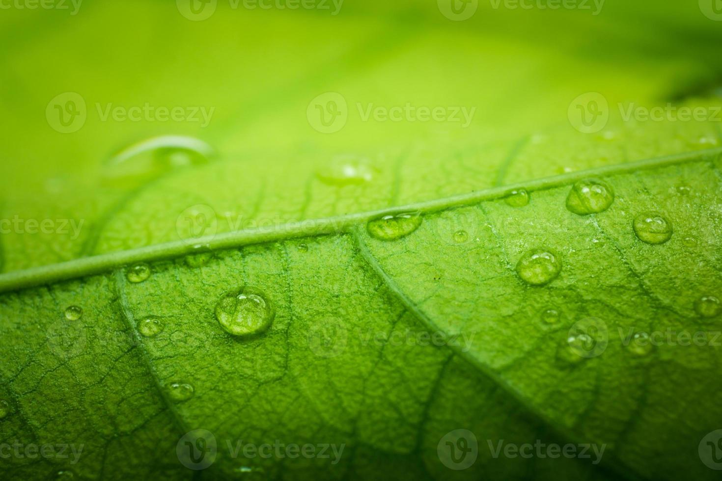 acqua con foglia verde foto