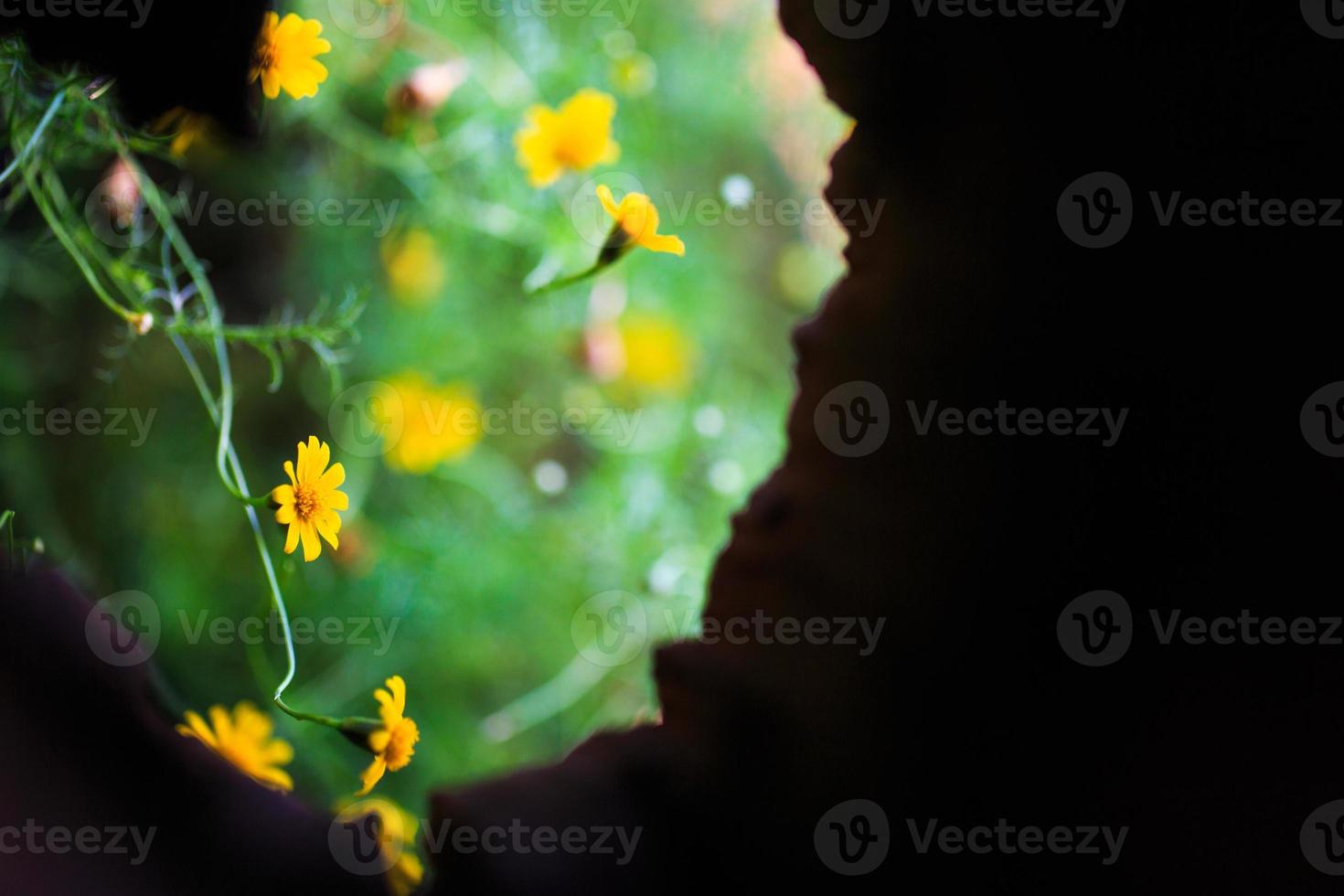 piccoli fiori gialli di stelle foto