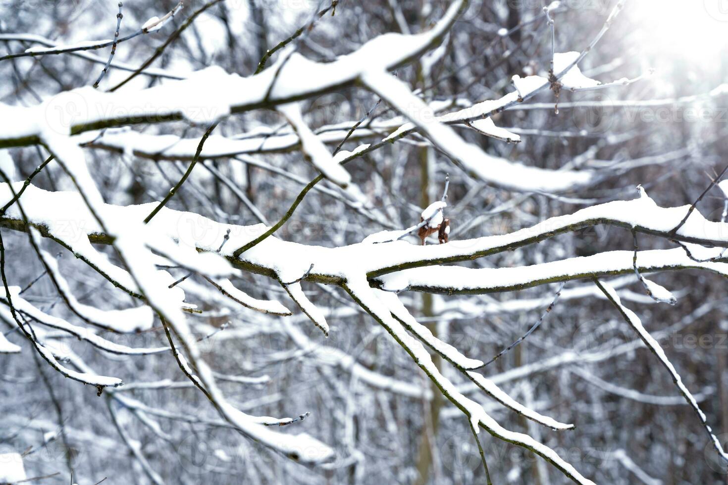 albero rami nel il neve. soleggiato giorno. inverno paesaggio. inverno sfondo. selettivo messa a fuoco. foto