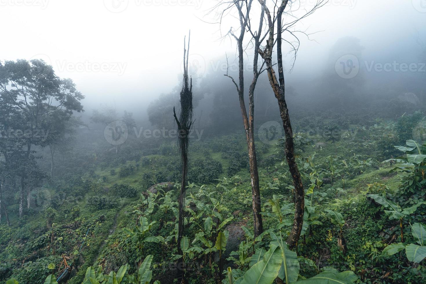 piantagione di caffè nella foresta nebbiosa in Asia meridionale foto