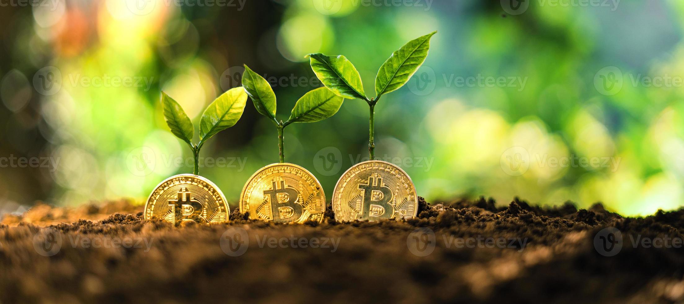 crescita di bitcoin, monete bitcoin a terra e foglie crescono. foto