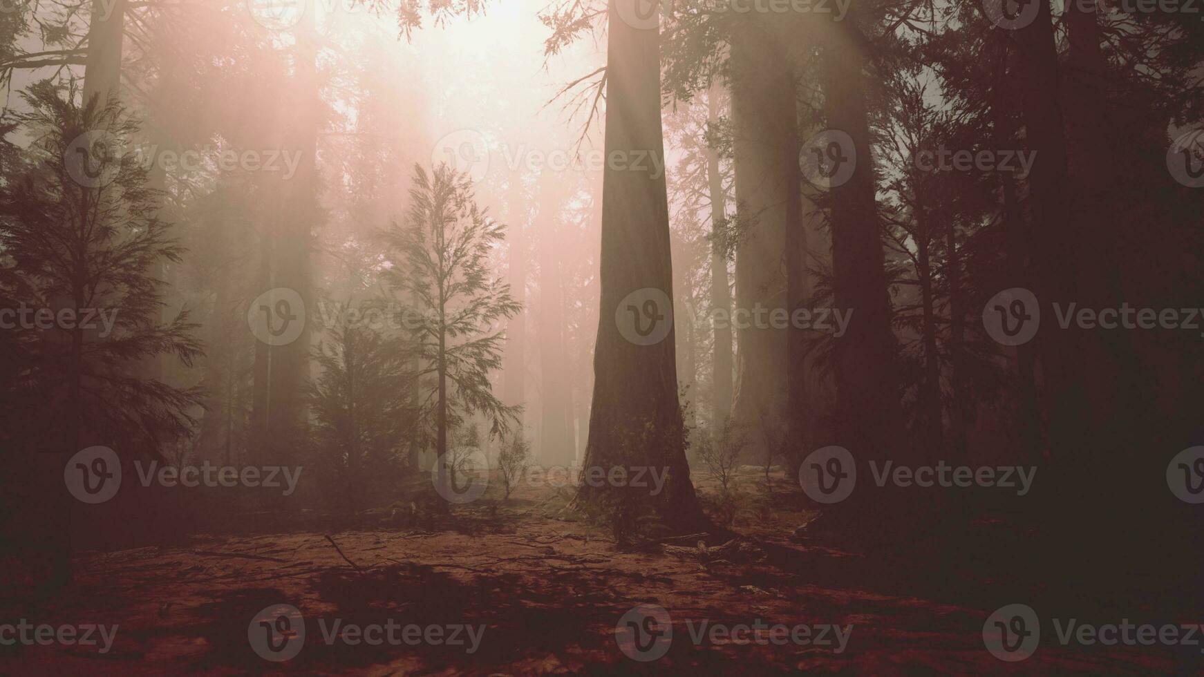 un' denso foresta con torreggiante alberi foto