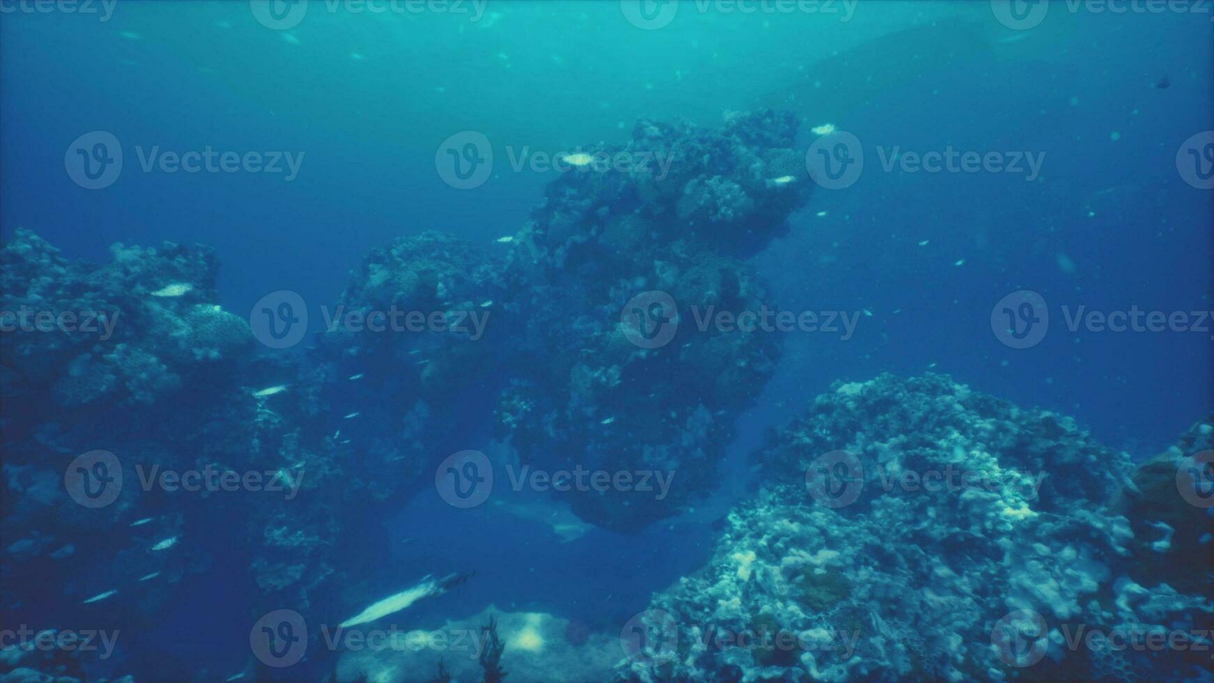 corallo scogliera e tropicale pesce nel luce del sole foto