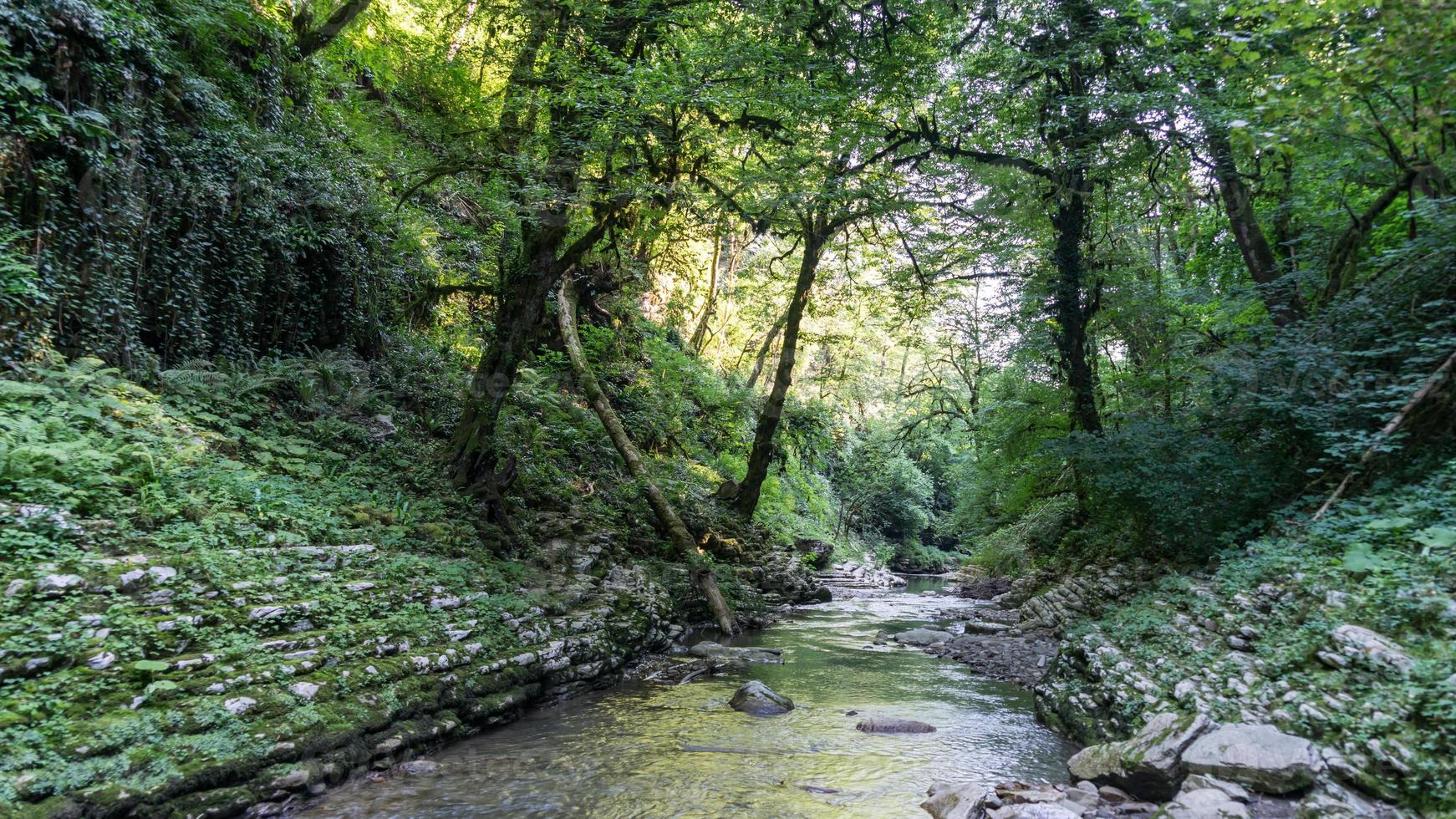 bella foresta e fiume di montagna nel canyon di psakho, Krasnodar Krai, Russia. foto