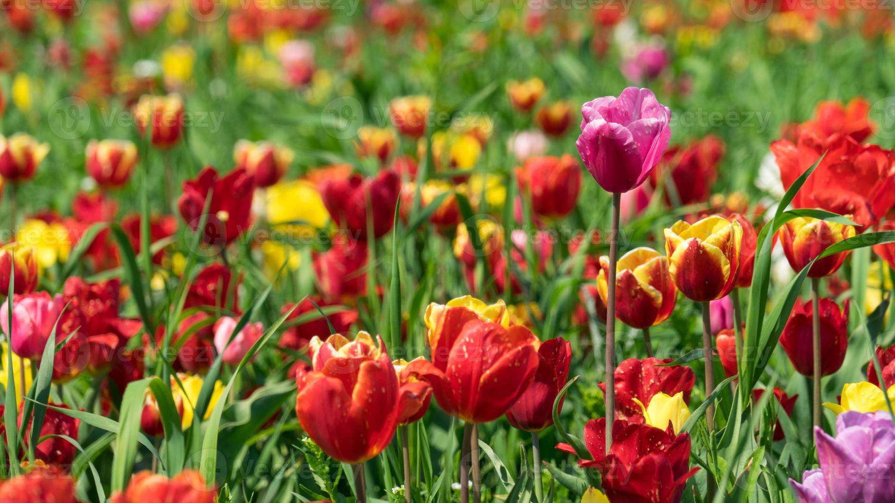 Prato di tulipani multicolori vicino a Krasnodar, in Russia foto