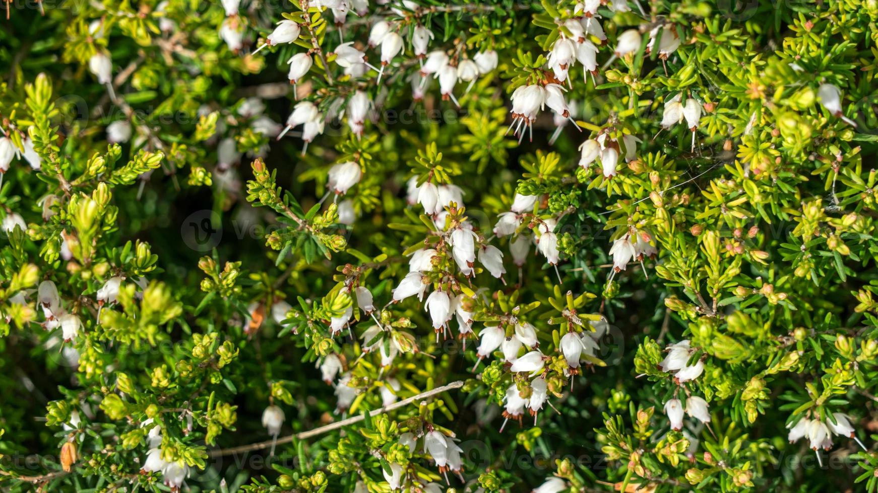 fantastico fiore di erica in crimea foto