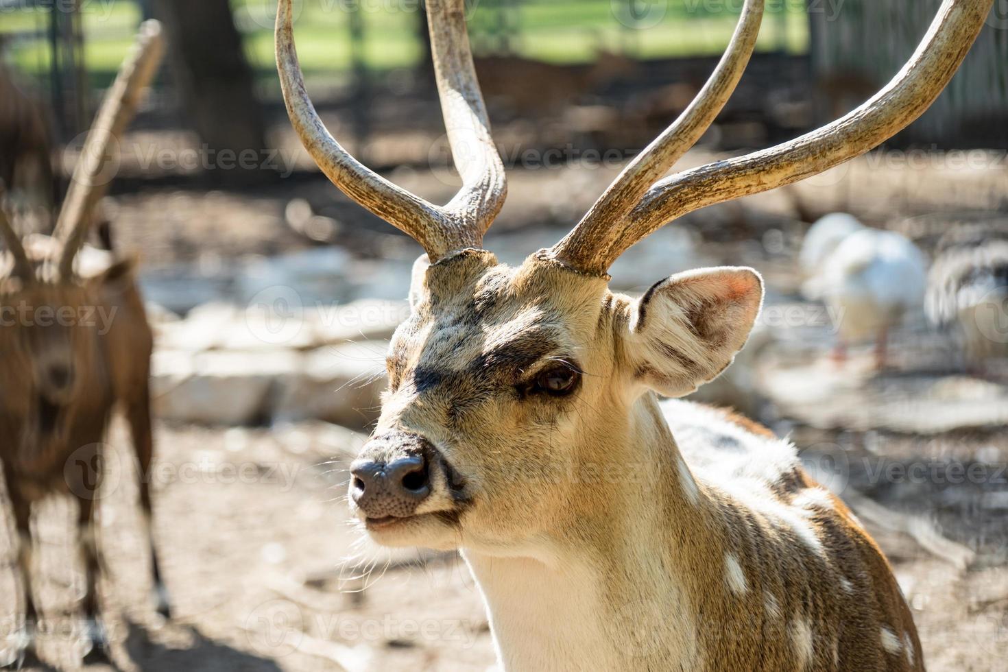 primo piano maculato chital cervo in un parco yarkon foto