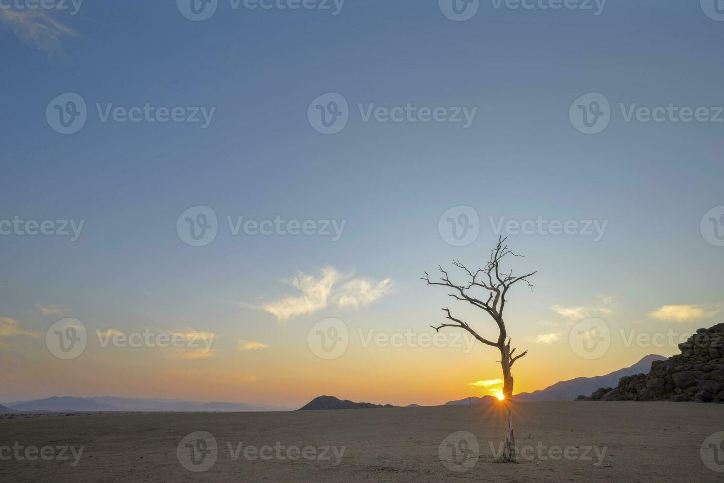 solitario morto acasia albero a Alba foto