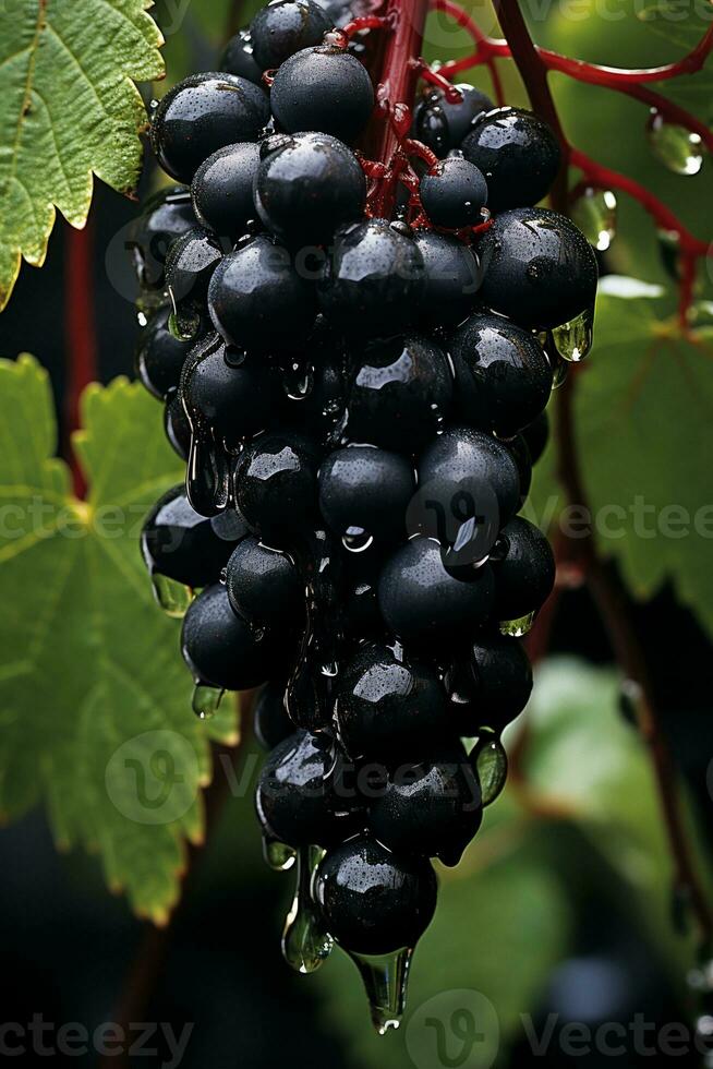 ai generato rosso vino uva varietà di pinot noir foto