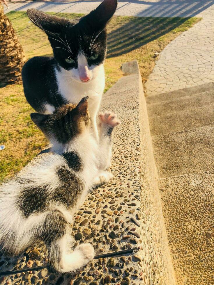 gatto madre legame con sua gattino foto