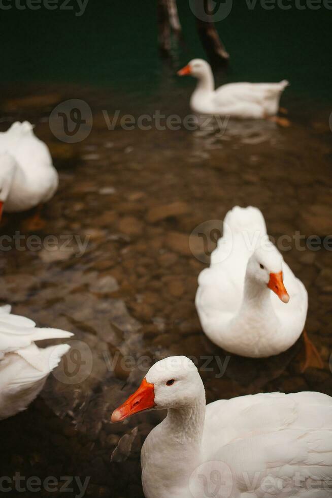 bianca bellissimo insolito oche su un' lago nel tacchino, viaggiare, natura sfondo foto