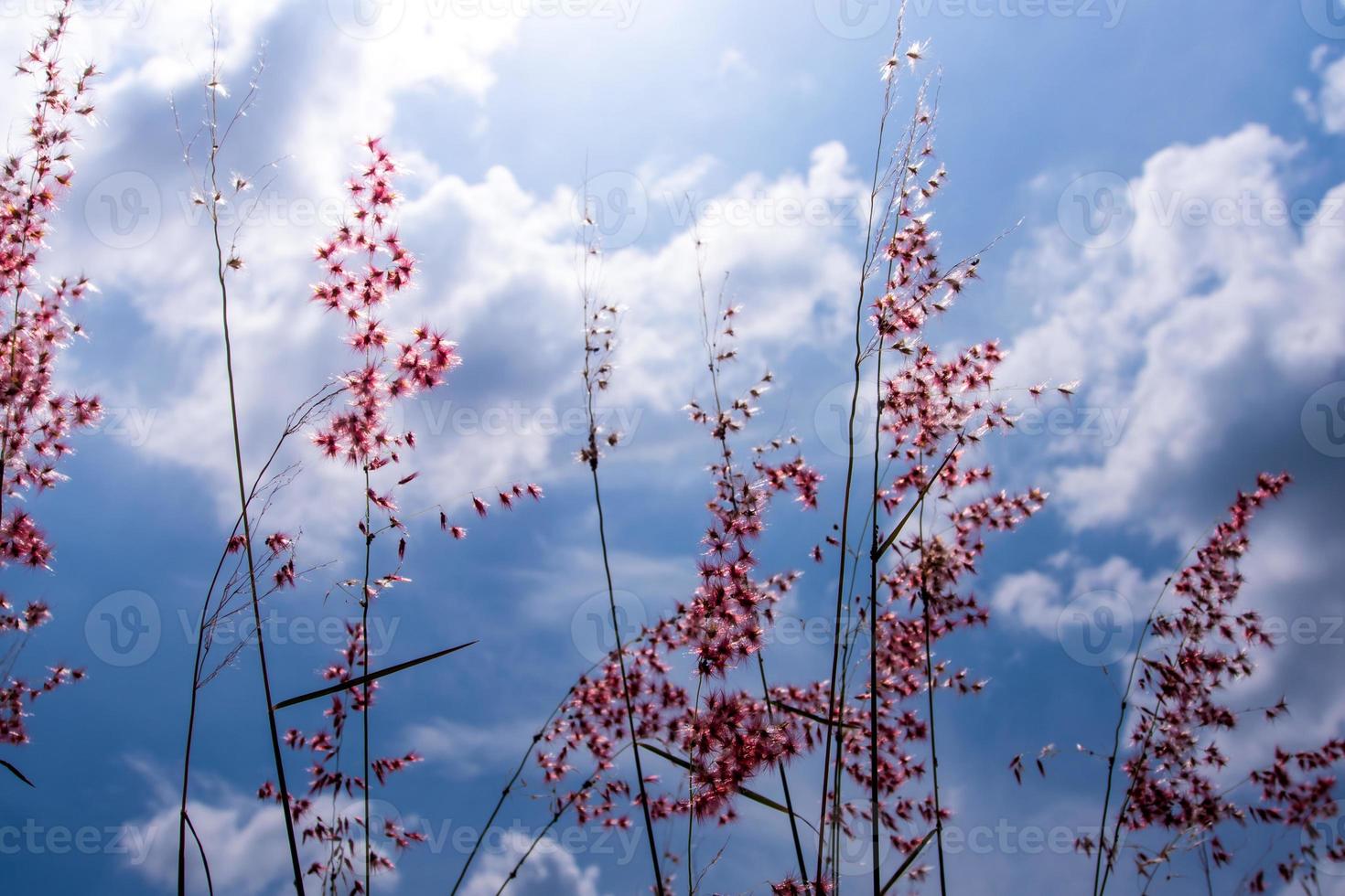 fiori di erba rubino natale alla luce del sole e soffici nuvole nel cielo blu foto