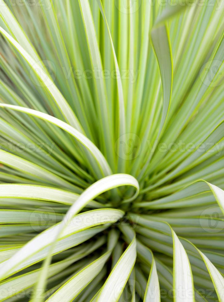 primo piano succulento della pianta di yucca, spina e dettaglio sulle foglie di yucca a foglia stretta foto