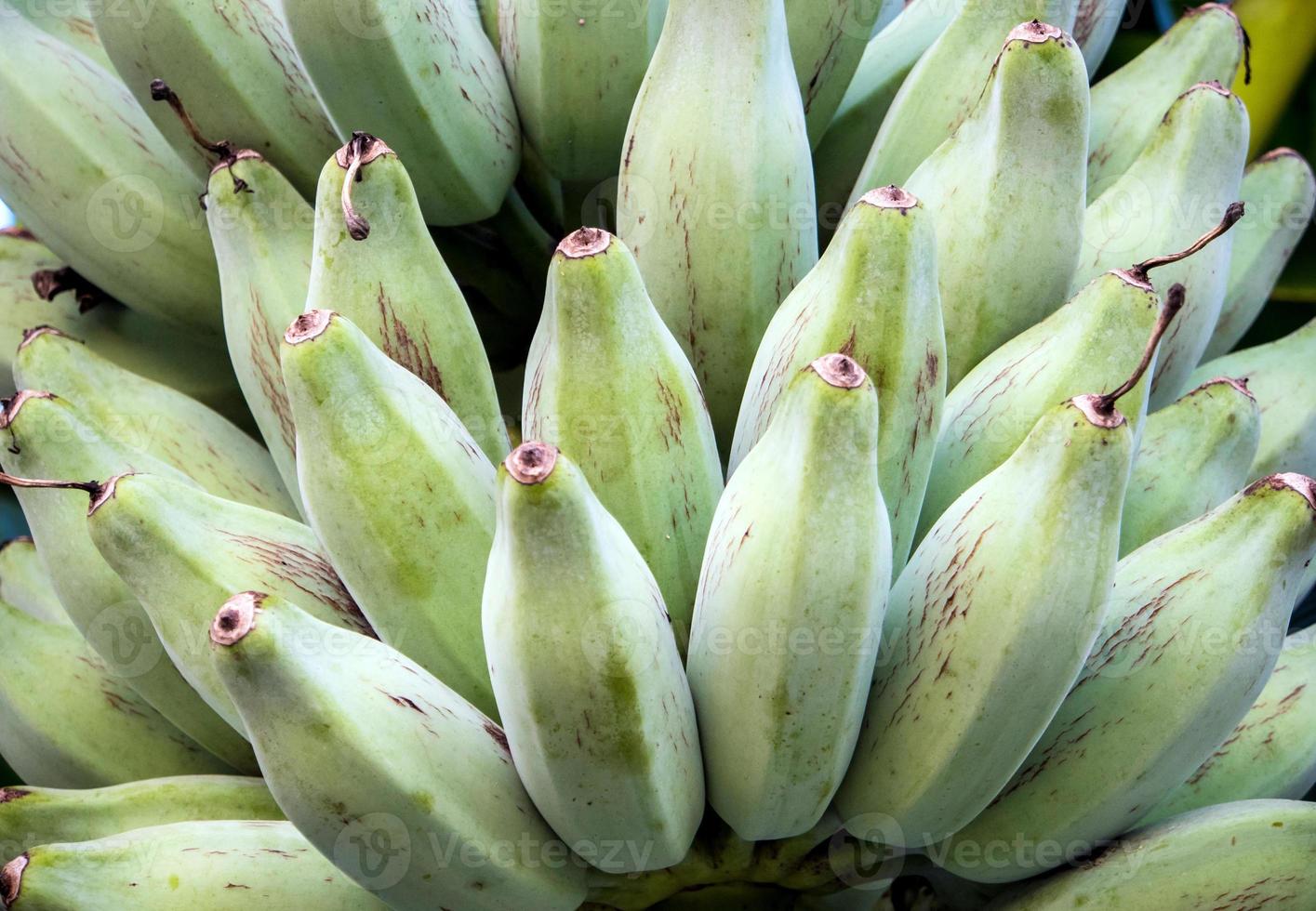 mazzo di bluggoe d'argento su un albero di banane foto