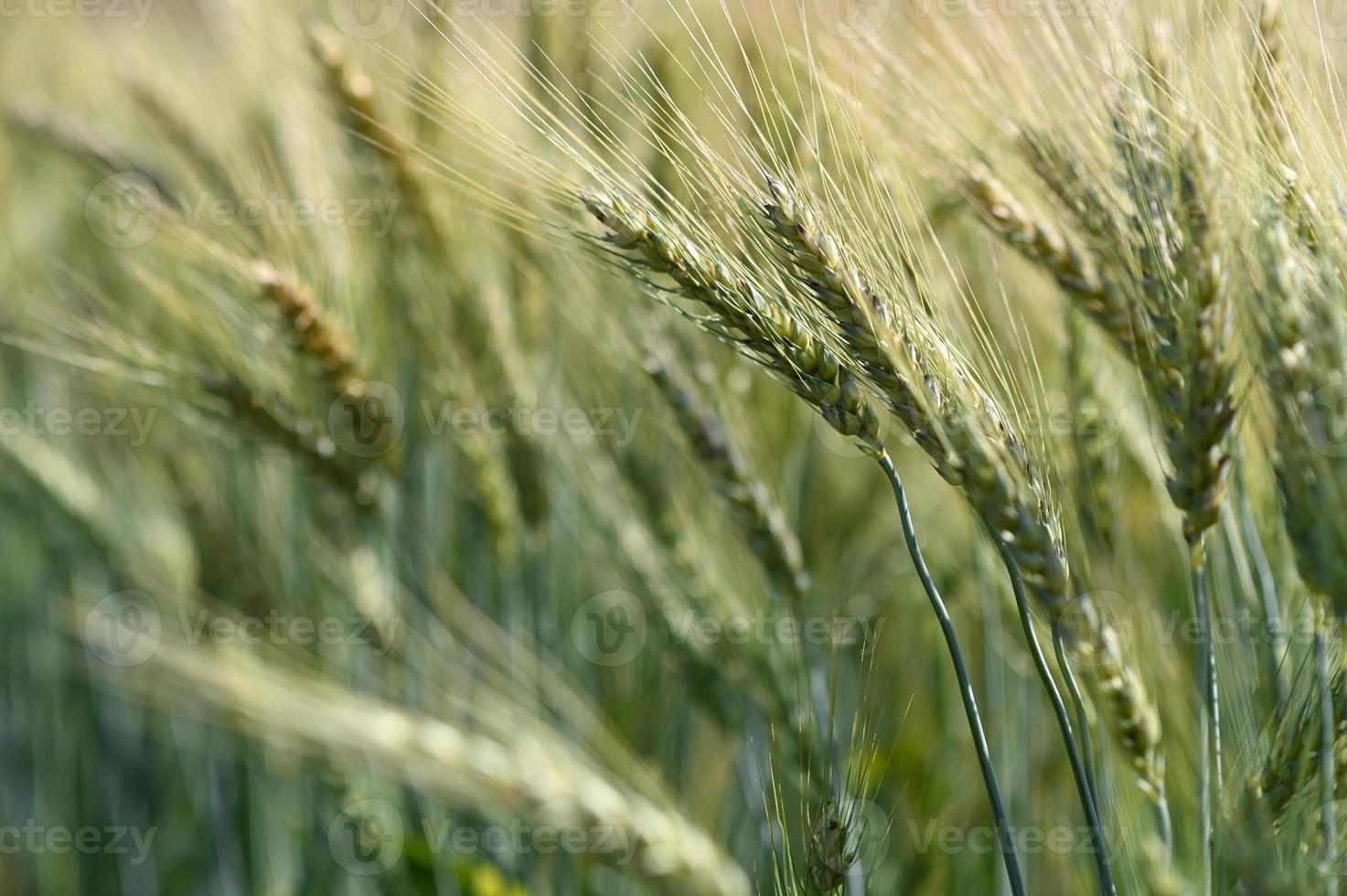 sfocatura dell'orzo del primo piano per lo sfondo. foto