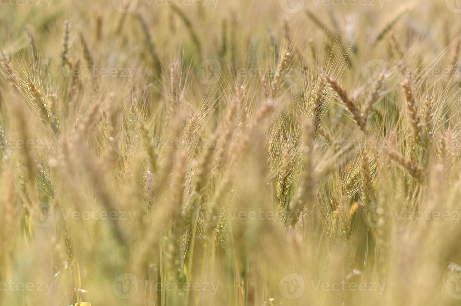 sfocatura dell'orzo del primo piano per lo sfondo. foto