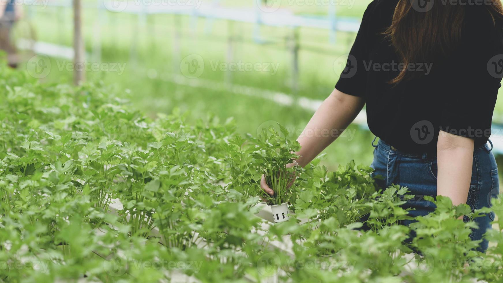 gli agricoltori monitorano la crescita degli ortaggi idroponici nelle serre. foto