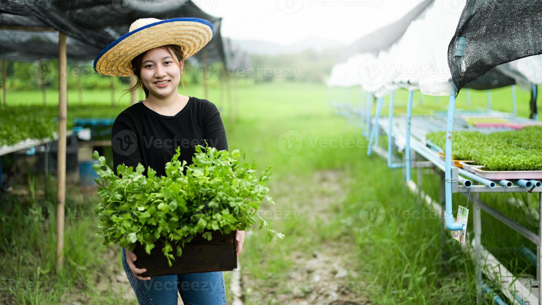 agricoltore asiatico della ragazza tiene una cassa di legno piena di verdure da un orto biologico. foto