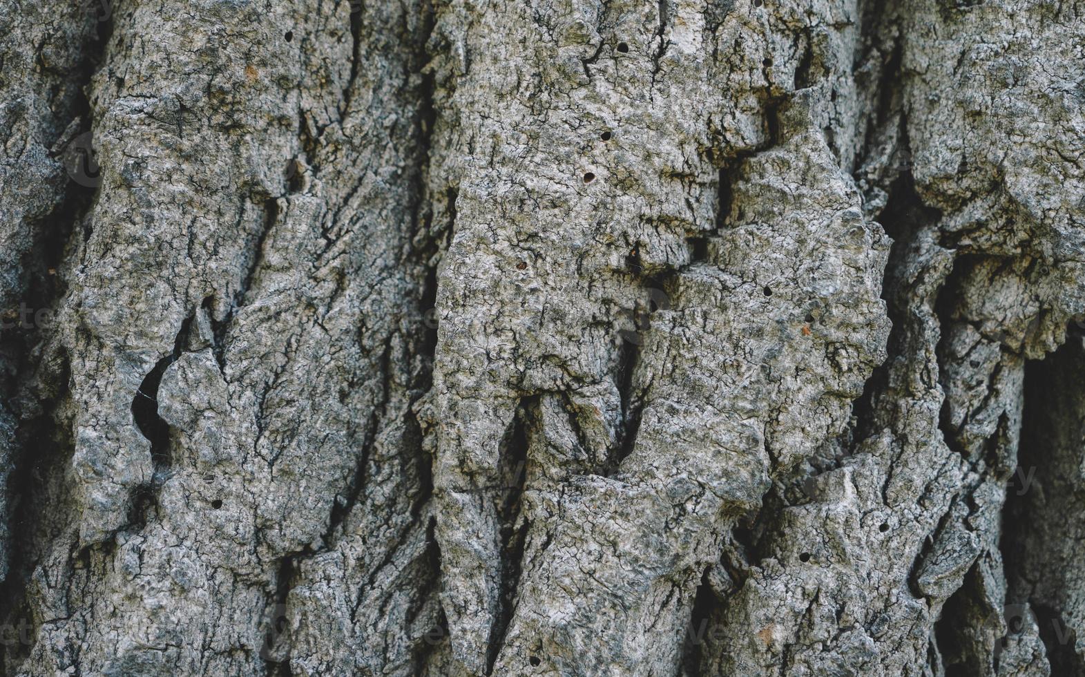 sfondo struttura in legno foto