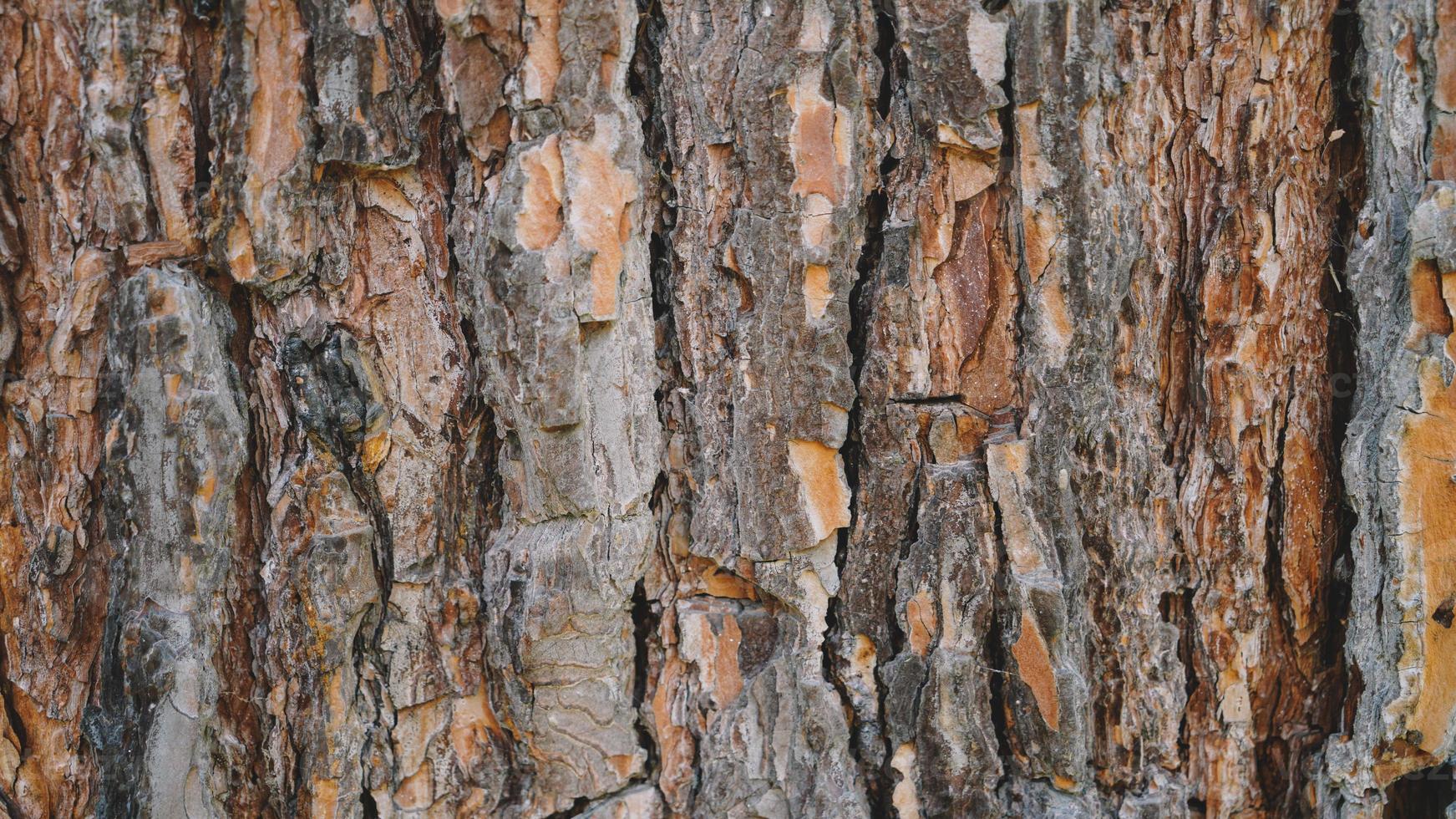 sfondo struttura in legno foto