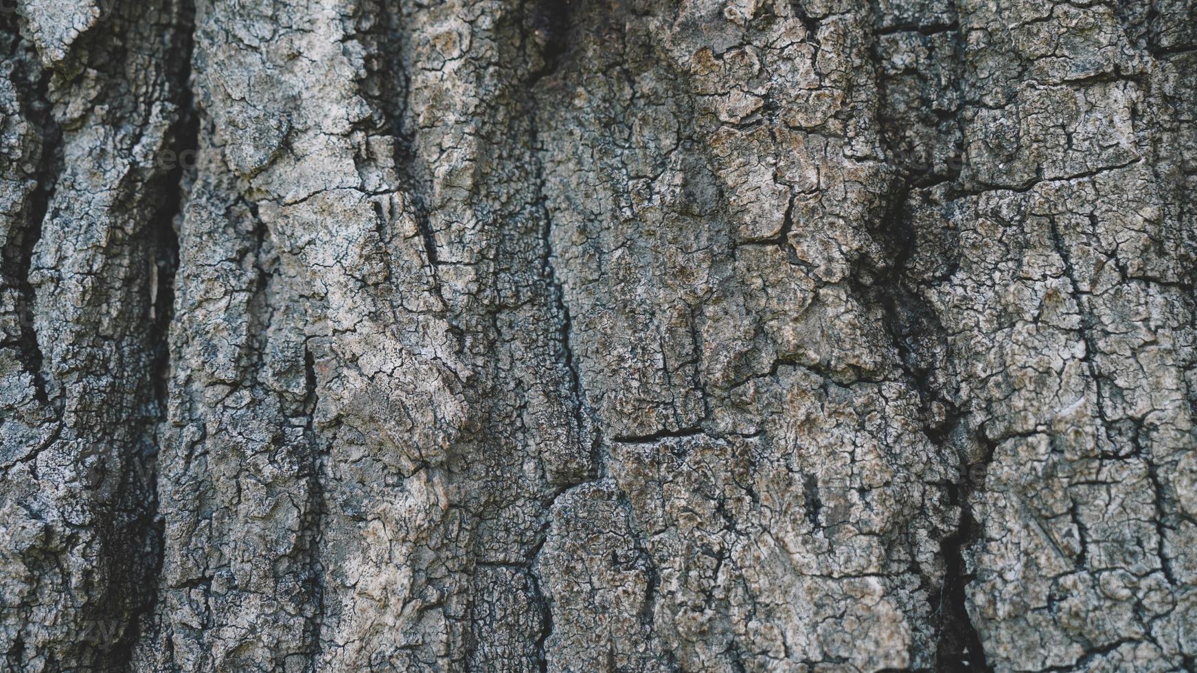 sfondo struttura in legno foto