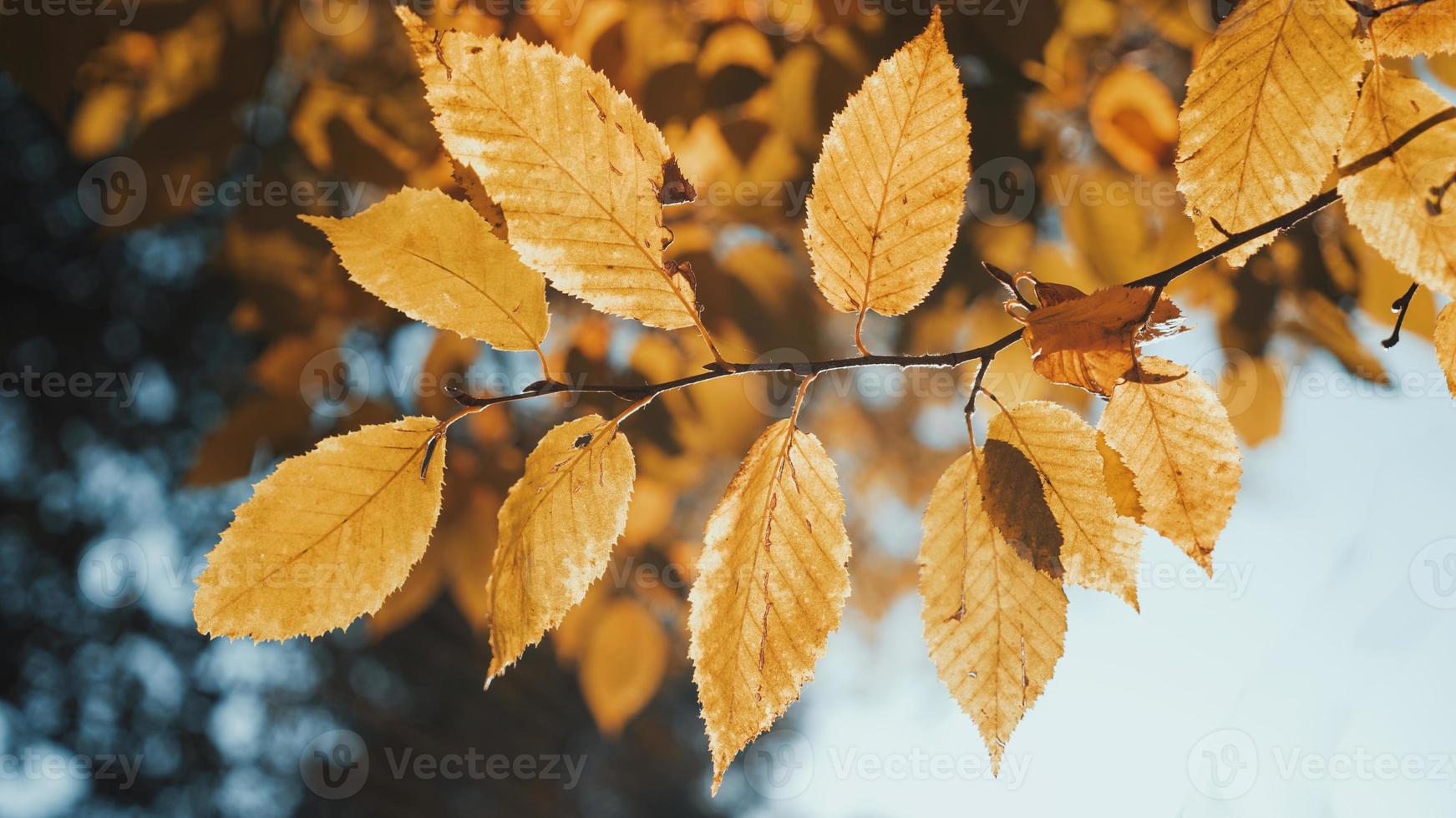 foglie autunnali da vicino foto