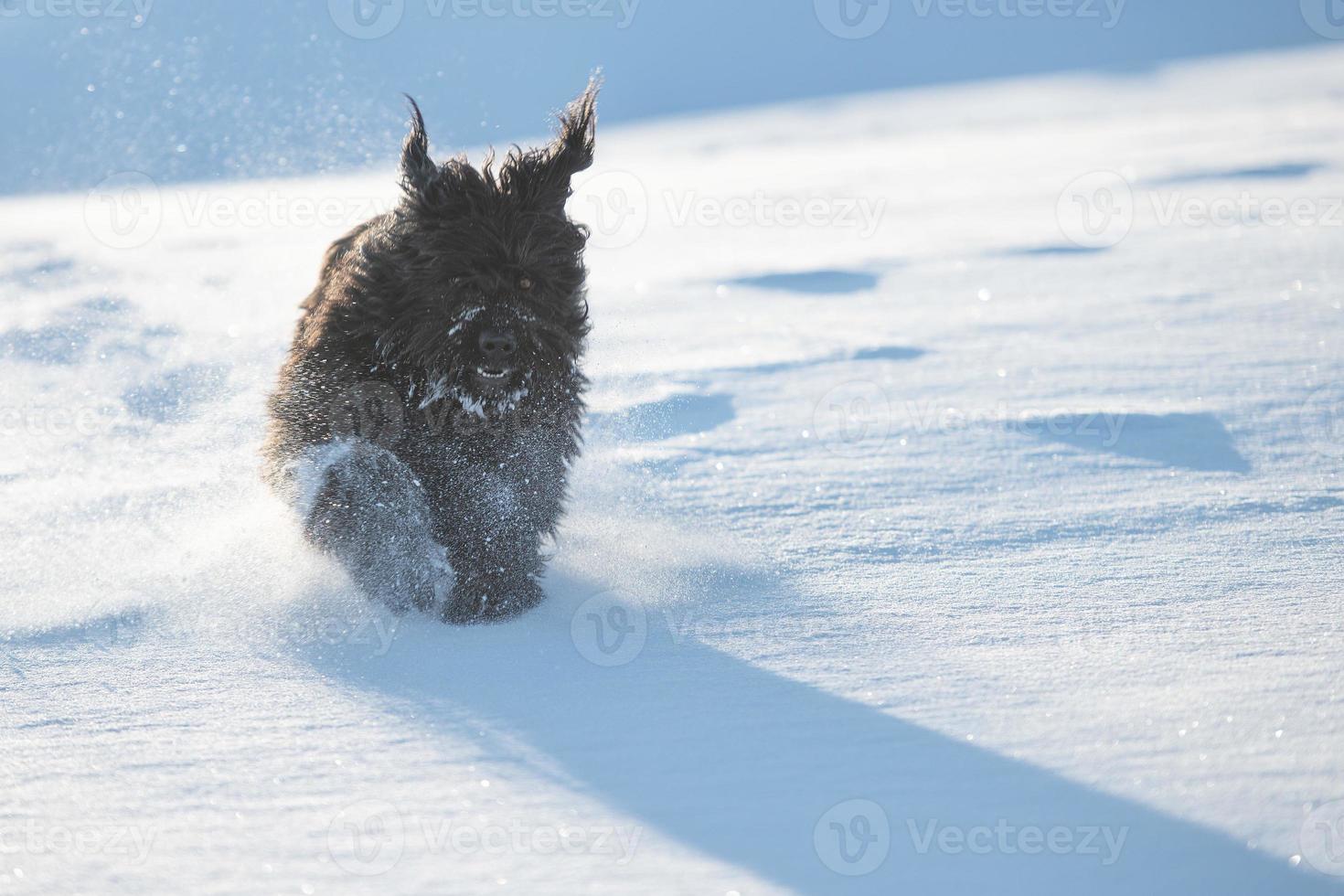 il grande pastore bergamasco nero corre nella neve fresca foto