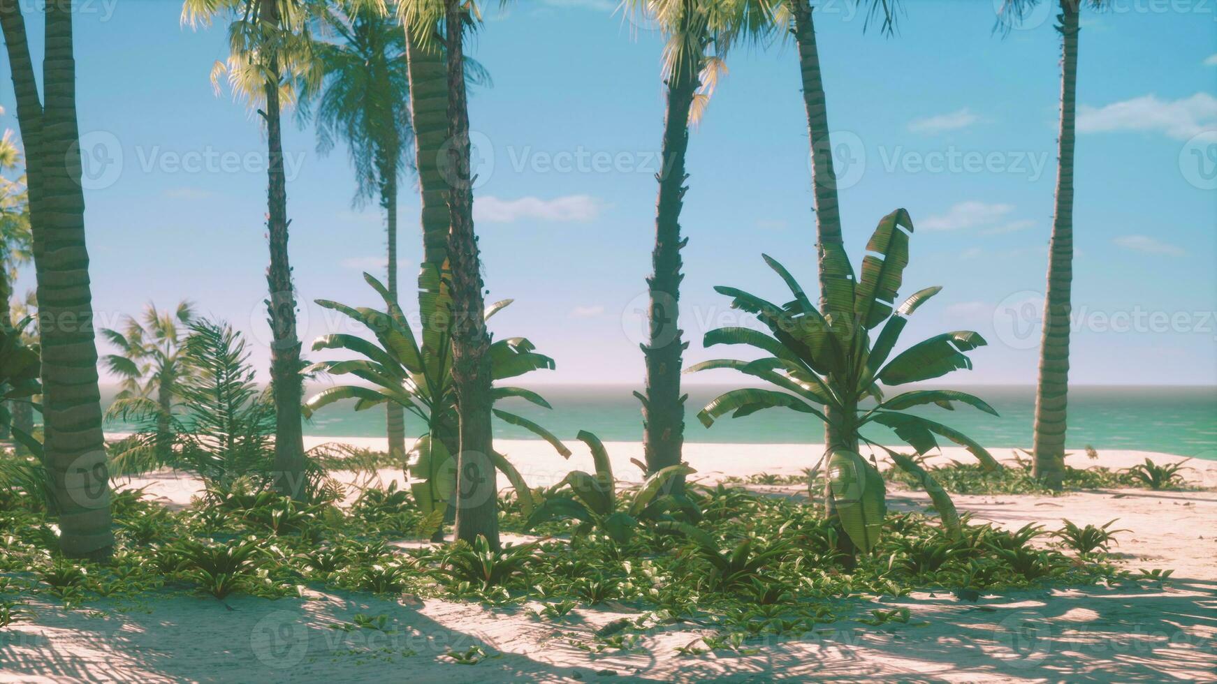 Visualizza di simpatico tropicale spiaggia con palme in giro foto